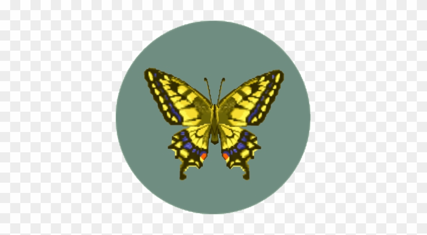 "wherever There Are Orange Trees, These Butterflies - Encyclopedia #831584