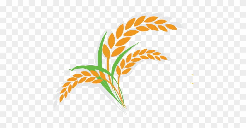 Not Only A Source Of Low Gi Carbs & Fibre, Oats Are - Oat Vector #833119