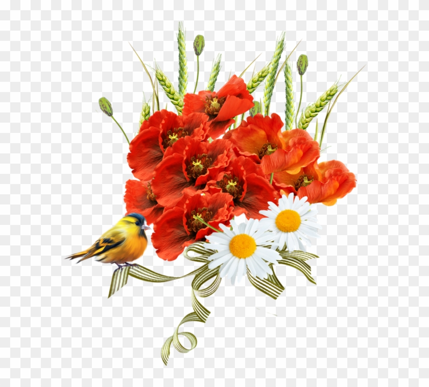 من مواضيع نـــور الزهراء - Common Poppy #835350