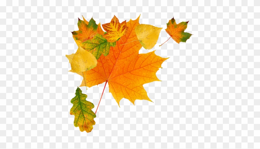 Autumn Leaves - Autumn Png #835417