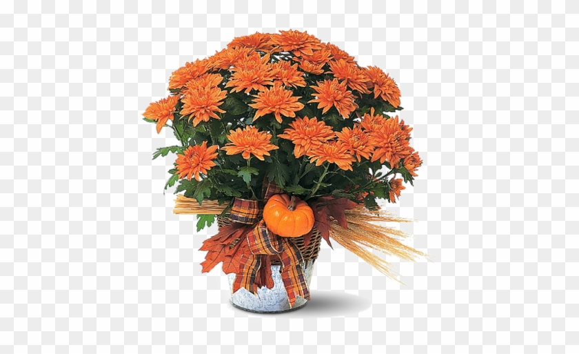 [ Img] - Mum Plant #835442