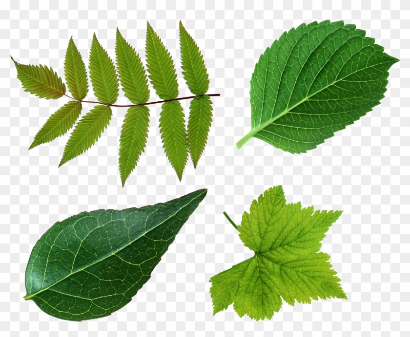 Leaves Png #835643