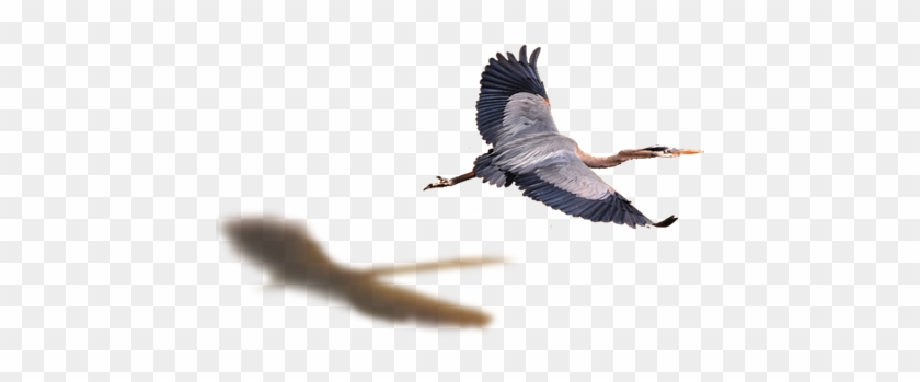 Flying Bird Png - Great Blue Heron #836705