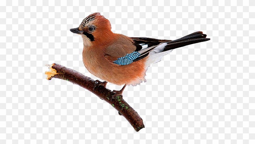 Animated Bird Gif - Bird Gif #836747