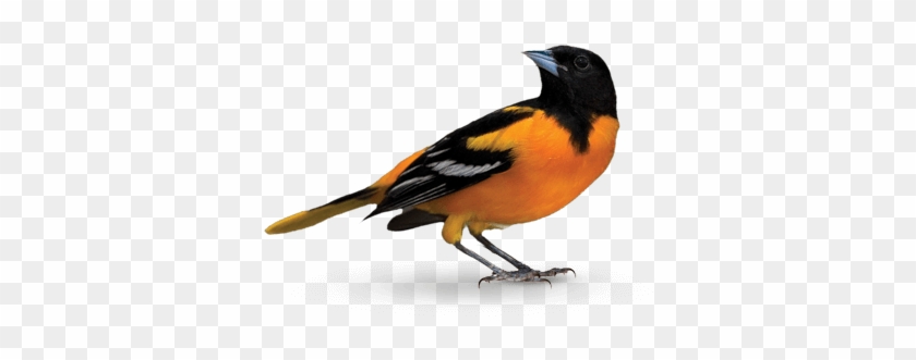 Join Us - Oriole #836838