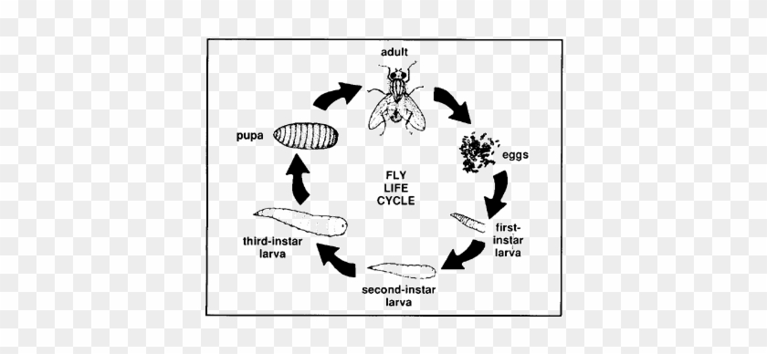 Life Cycle Of A Fly Drawing - Life Cycle Of A Fly #837352