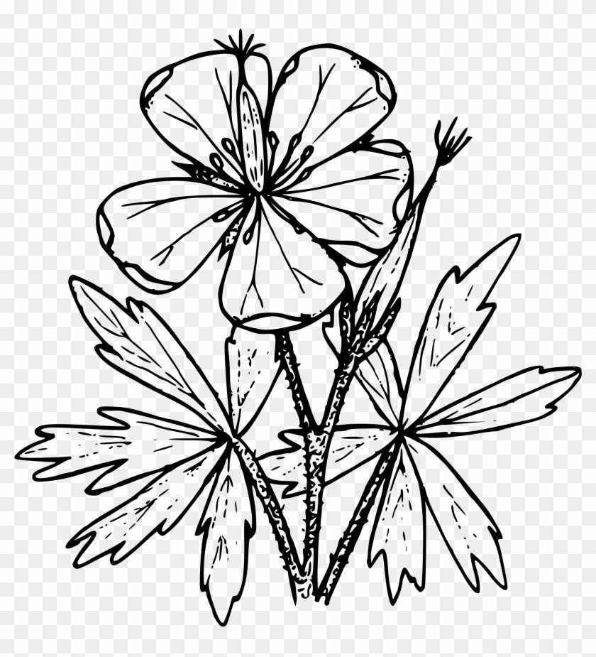 Sticky Geranium - Transparent Wild Flower Drawings #837622
