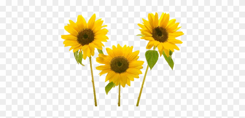 Sunflower Birthday Animated Wallpaper Background - ดอก ทานตะวัน น่า รัก #838639