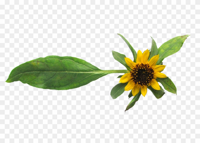 Serpentine Sunflower - Sunflower Border In Png #838754