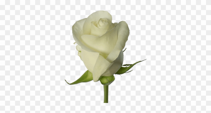 Proud - Rose #839114
