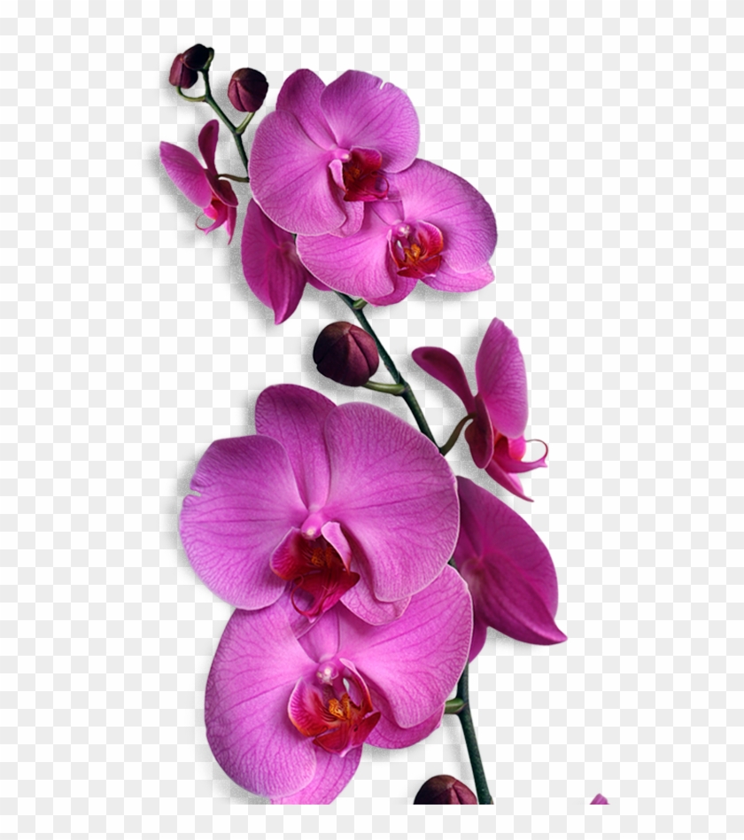 Anggrek Png #839361