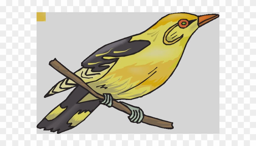 Finch Clipart #841594