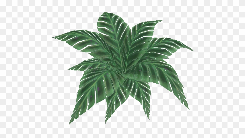 Jungle Fern - Attalea Speciosa #841750
