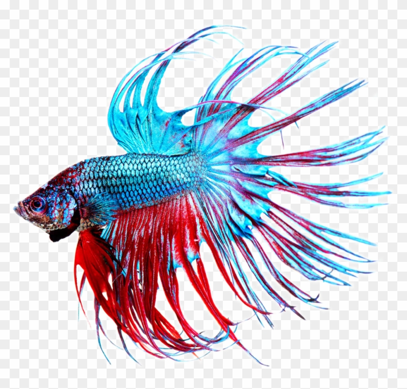 Siamese Fighting Fish Stock Photography Aquarium - Betta Fish Closeup #844212