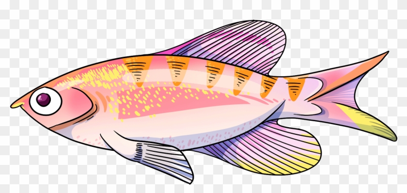 Tiger Queen Anthias - Anthias #844420