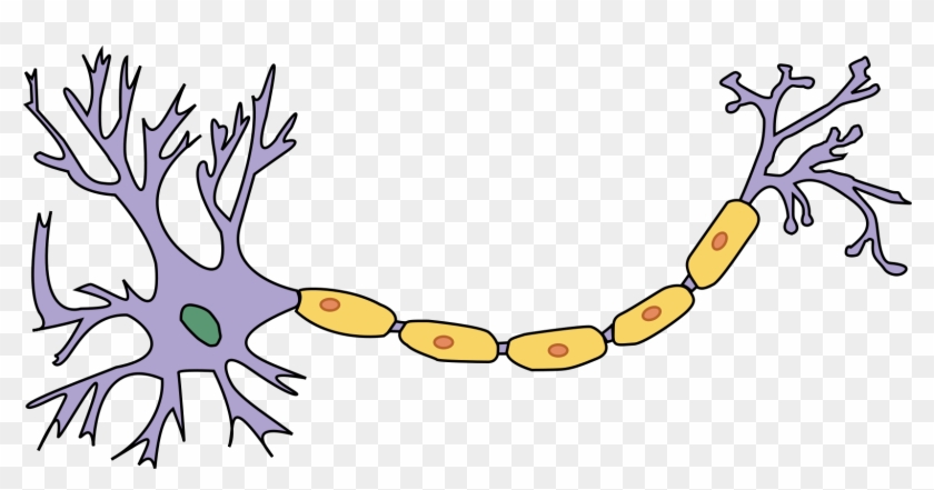 Unlabeled Brain Diagram 20, Buy Clip Art - Neuron Without Labels #845808