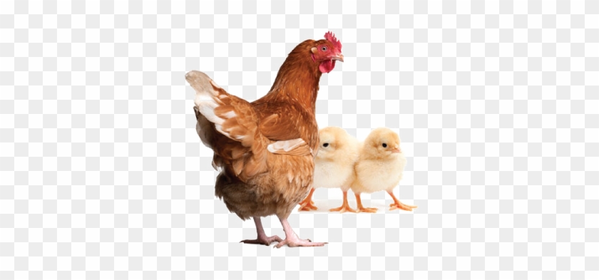 Hen Png Clipart - Chicken Manual: The Complete Step-by-step Guide To #848653