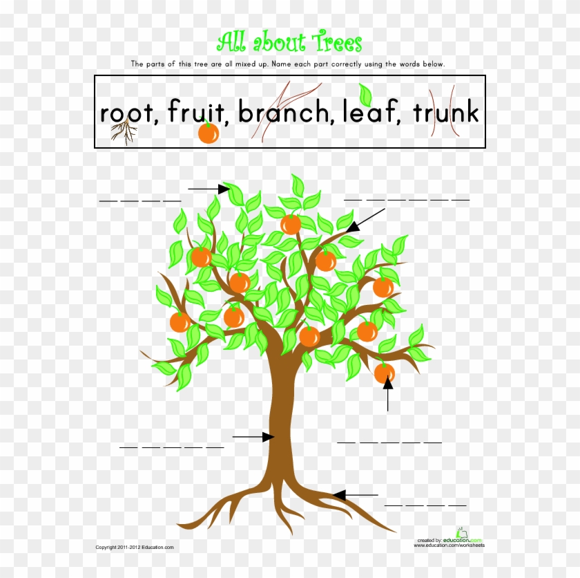 Parts Of A Tree Lesson Plan Education Com Rh Education - Parts Of A Tree #850071