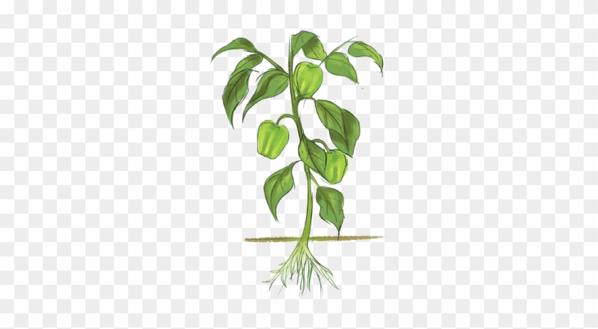 Click The Affected Plant Part - Part Of Plant Png #850146