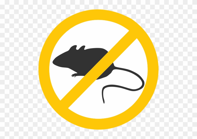 The Urban Rat Project - Rat #850660