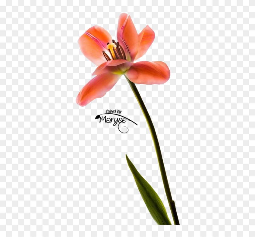 Mr Orange Tulip By Ilene Hertz - Ilene Hertz #850754