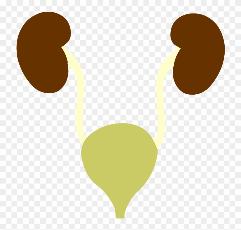 Urinary System - Health #850765