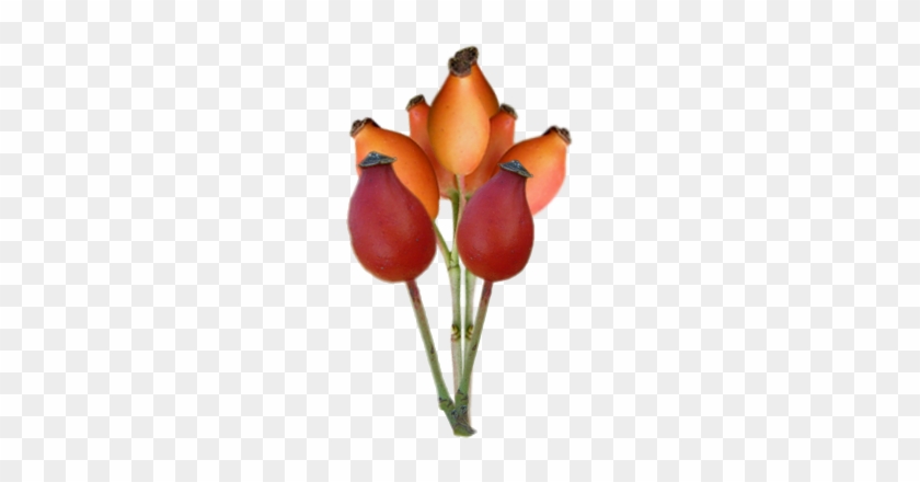 Fruits Aubépine - Tulip #850793