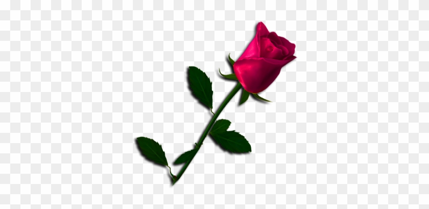 Etiqueta 39667477 76 Etiqueta 39667477 77 Etiqueta - Garden Roses #850880