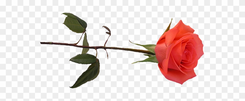 Rose And Butterfly Gifs #850910