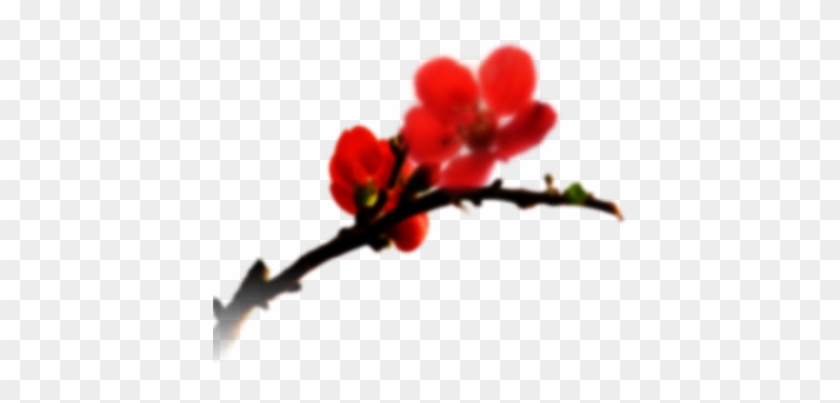 일지매 다시보기 - 일지매 매화 #850931