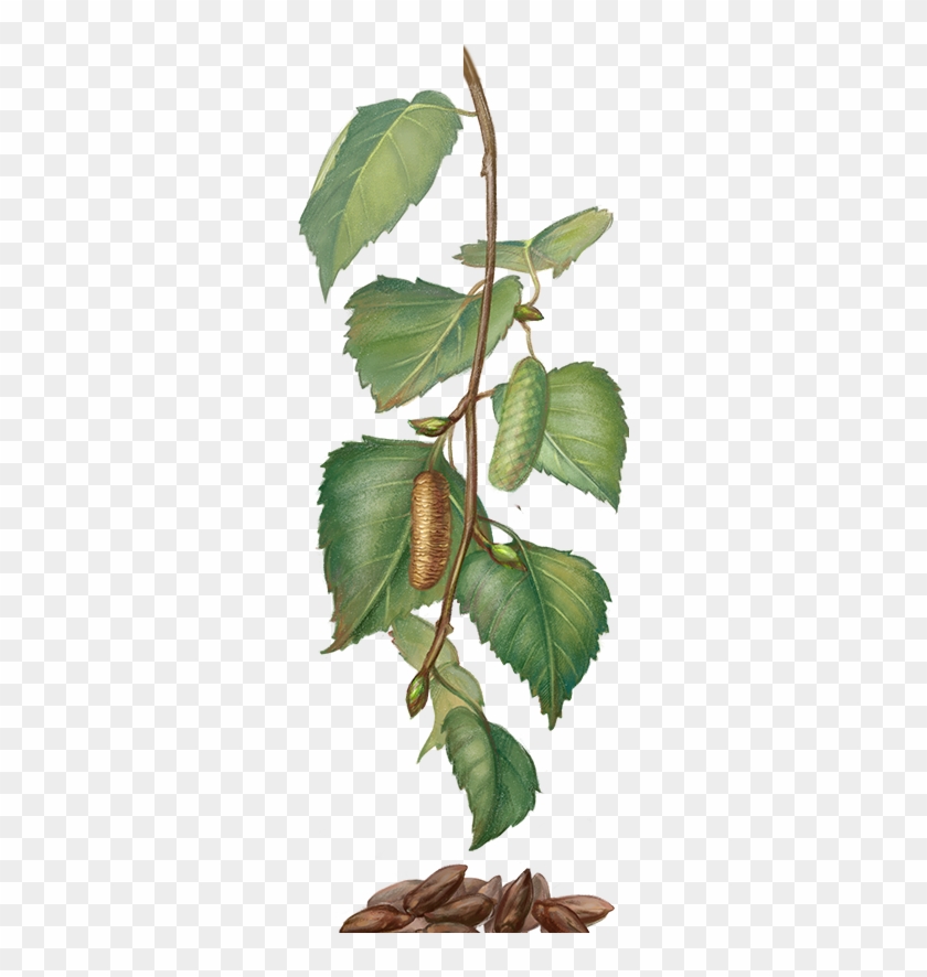 არყის ხის კვირტები - Canoe Birch #851027