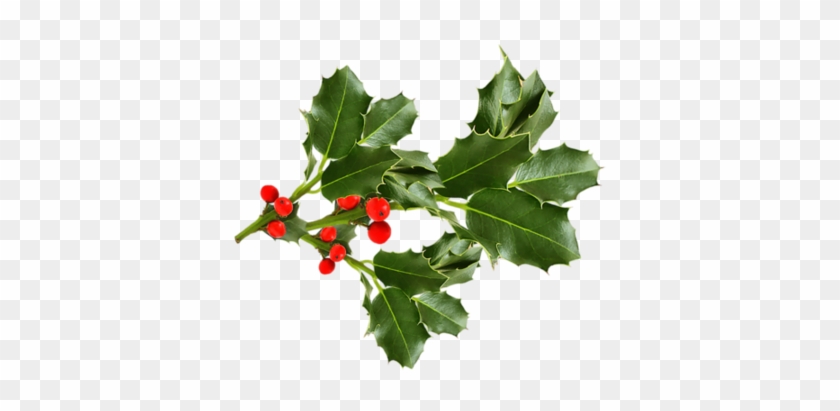 Houx Gui / - Leaf #851120