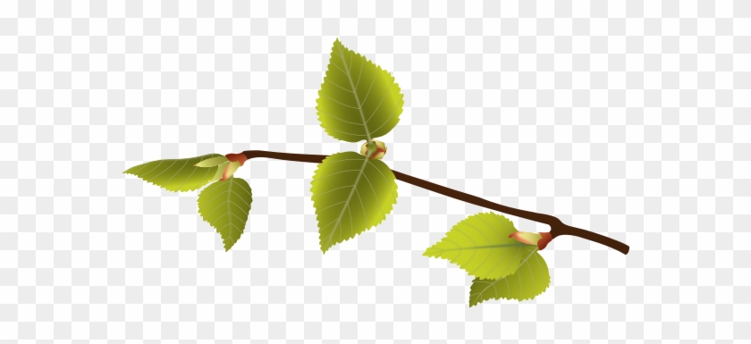 Buds Sidedown - Ulmus Alata #851127