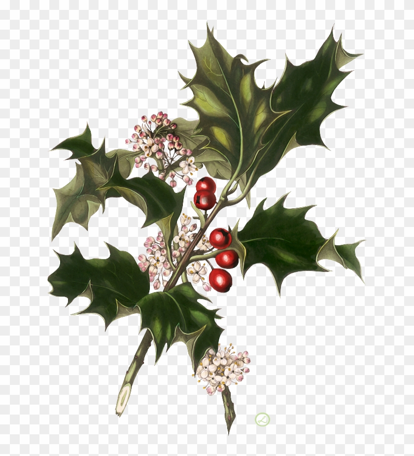 Веточка Остролиста - Christmas Vintage Wedding Invitations #851329