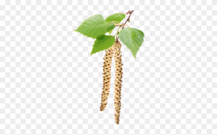 Birch #851334