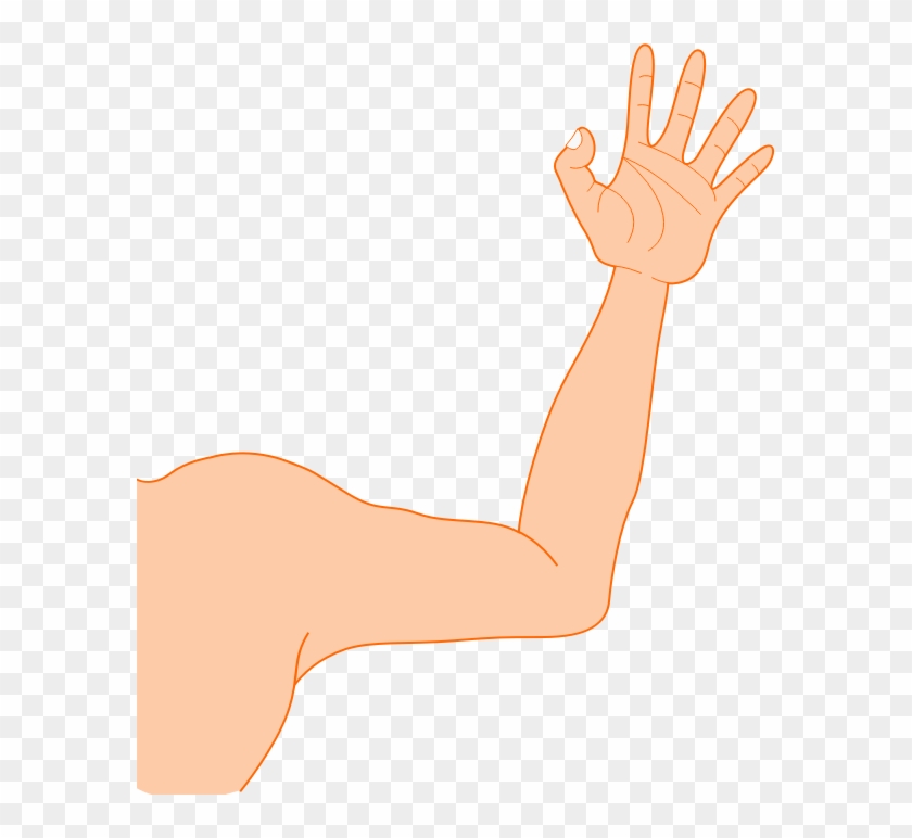 Arm Clipart - Armcliaprt #853850