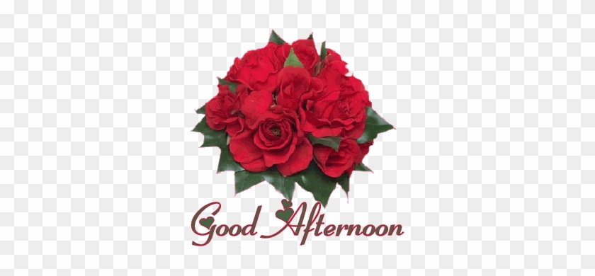 Rose Goodafternoon #856366