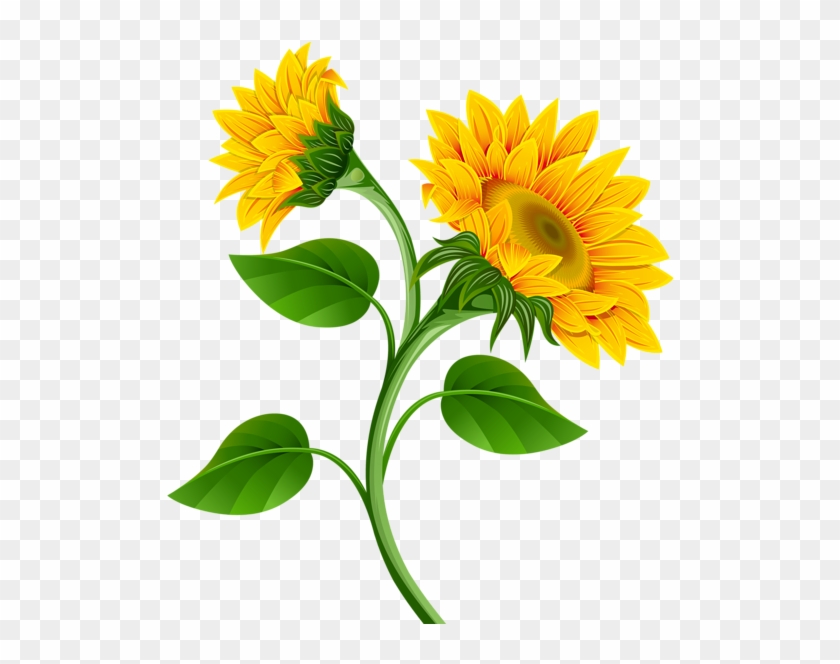 Sunflower Clipart 1 Sunflower Clipart 2 Sunflower Clipart - Sunflower Clipart 1 Sunflower Clipart 2 Sunflower Clipart #856408