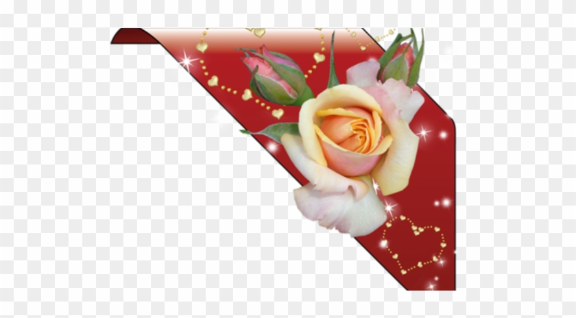 Garden Roses #857436