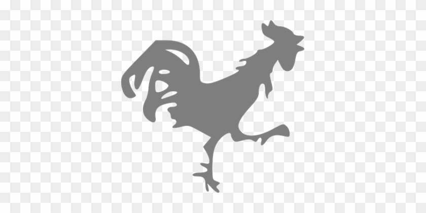 Rooster, Running, Slim, Sick, Shout - Baño De Descarga Gallina Negra #857601