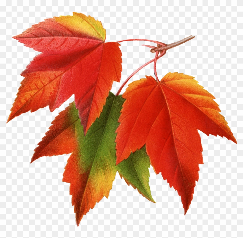 Canada Japanese Maple Red Maple Maple Leaf Clip Art - Maple Leaf Botanical Illustration #859513