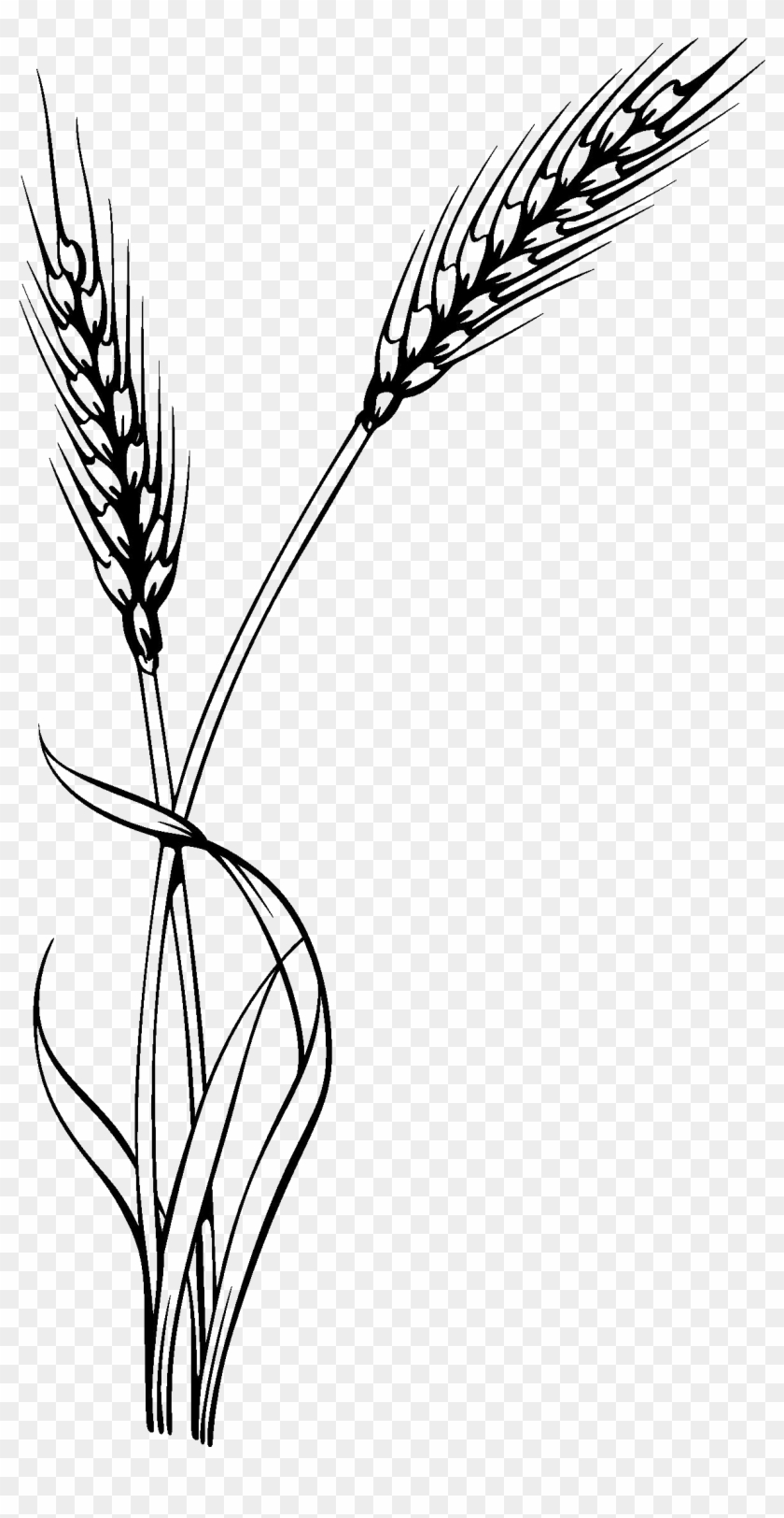 Oat Clipart Stalk - Triticale Clipart #860592