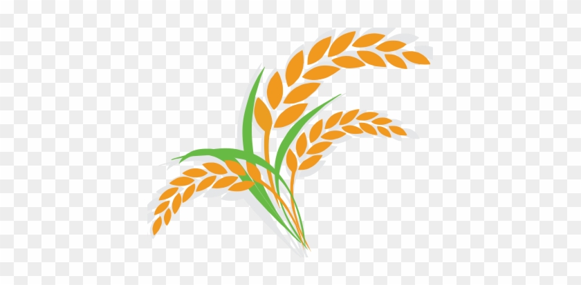 Not Only A Source Of Low Gi Carbs & Fibre, Oats Are - Rice Vector #860642