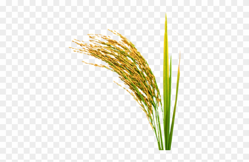 Paddy Seeds Png #860700