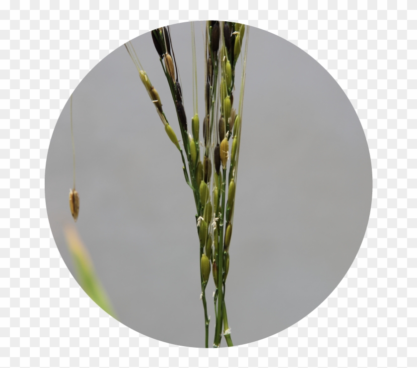Read More About Qaafi's Work With Wild Rice - Research #860769