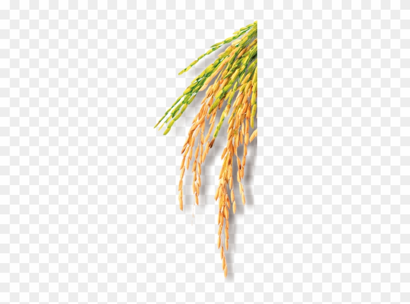 Sustainable Rice - Phragmites #860788