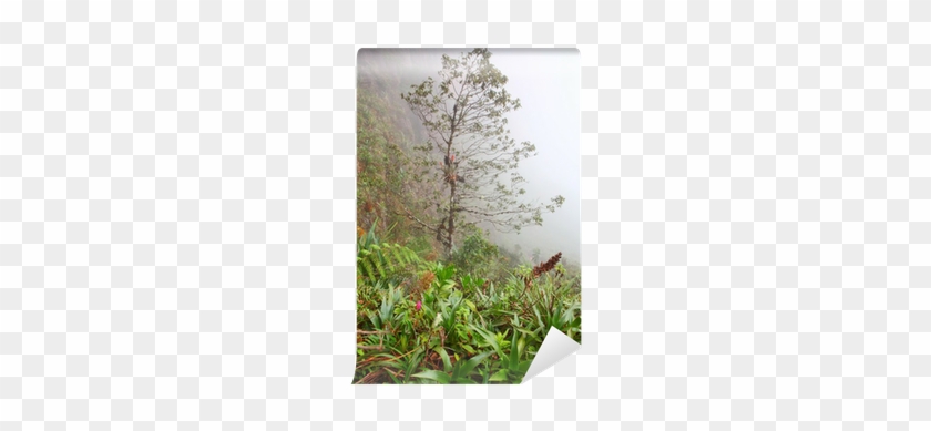 Tropical Rainforest On The Slopes Of Mount Roraima - Birch #861163