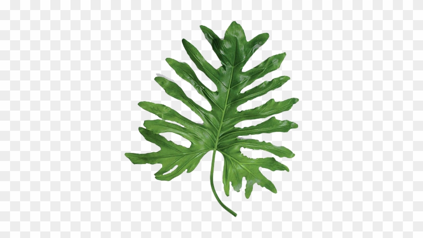 Statement Leaves - Large Leaf Tropical Plants #861195