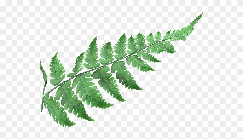 Dark Anvil - Products - Fern - Fern Png #861223