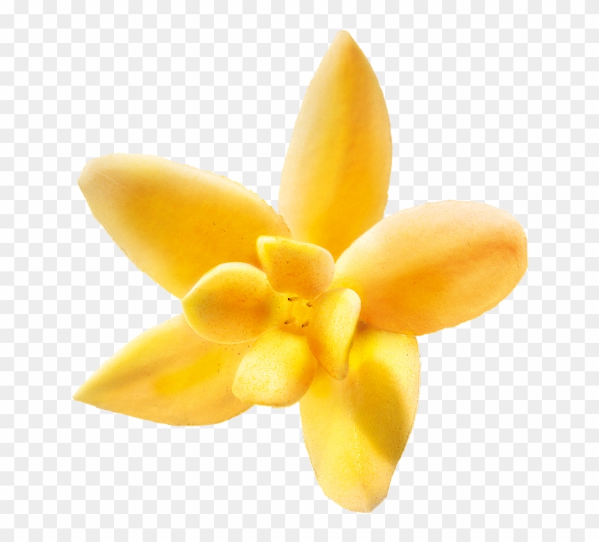 Vanilleblute-1 - Lily #861412
